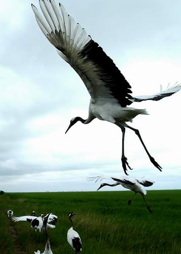 找一张展翅高飞的飞翔的鹤的图片